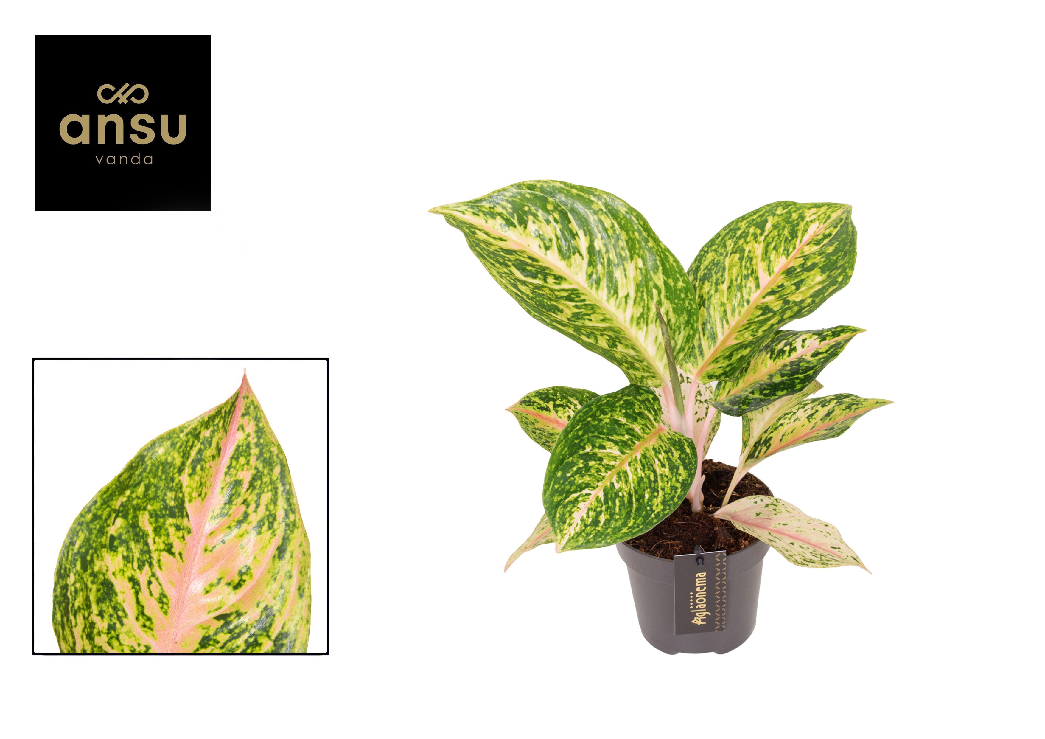 Aglaonema Forest Pink, D 12