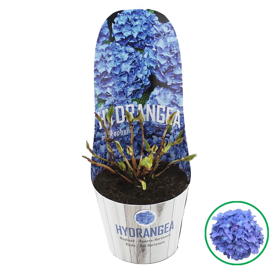 Hydrangea macr. Blauw C2 (17cm.) Potcover, D 17