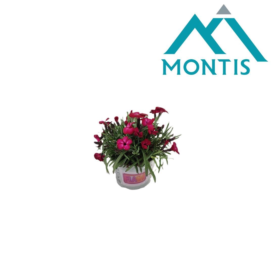 Dianthus Neon 'Love' 10,5 cm, D 10,5