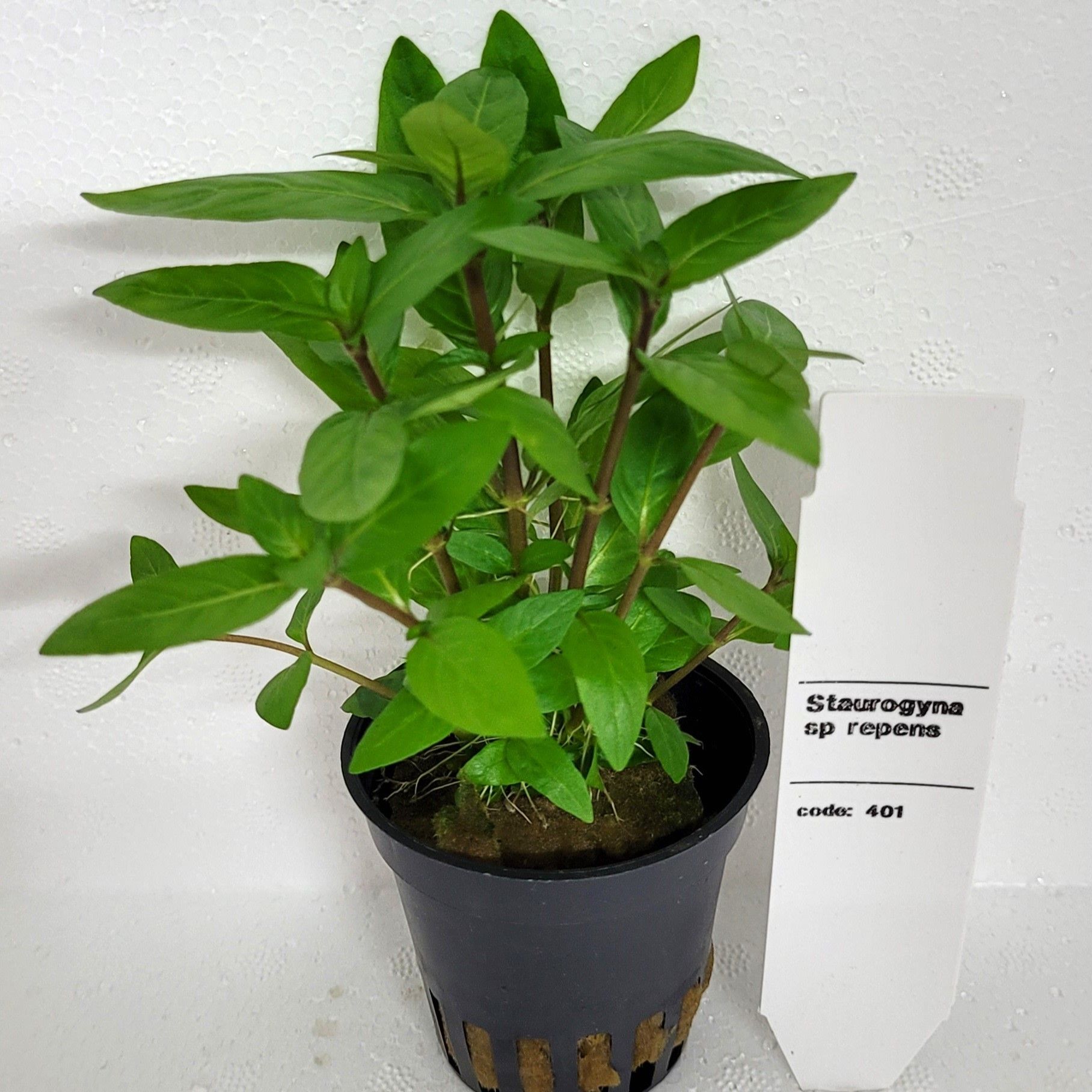 staurogyne sp repens, D 5