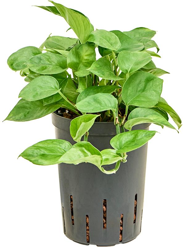 Scindapsus (Epipremnum) 'Manjula Green', D 15 cm