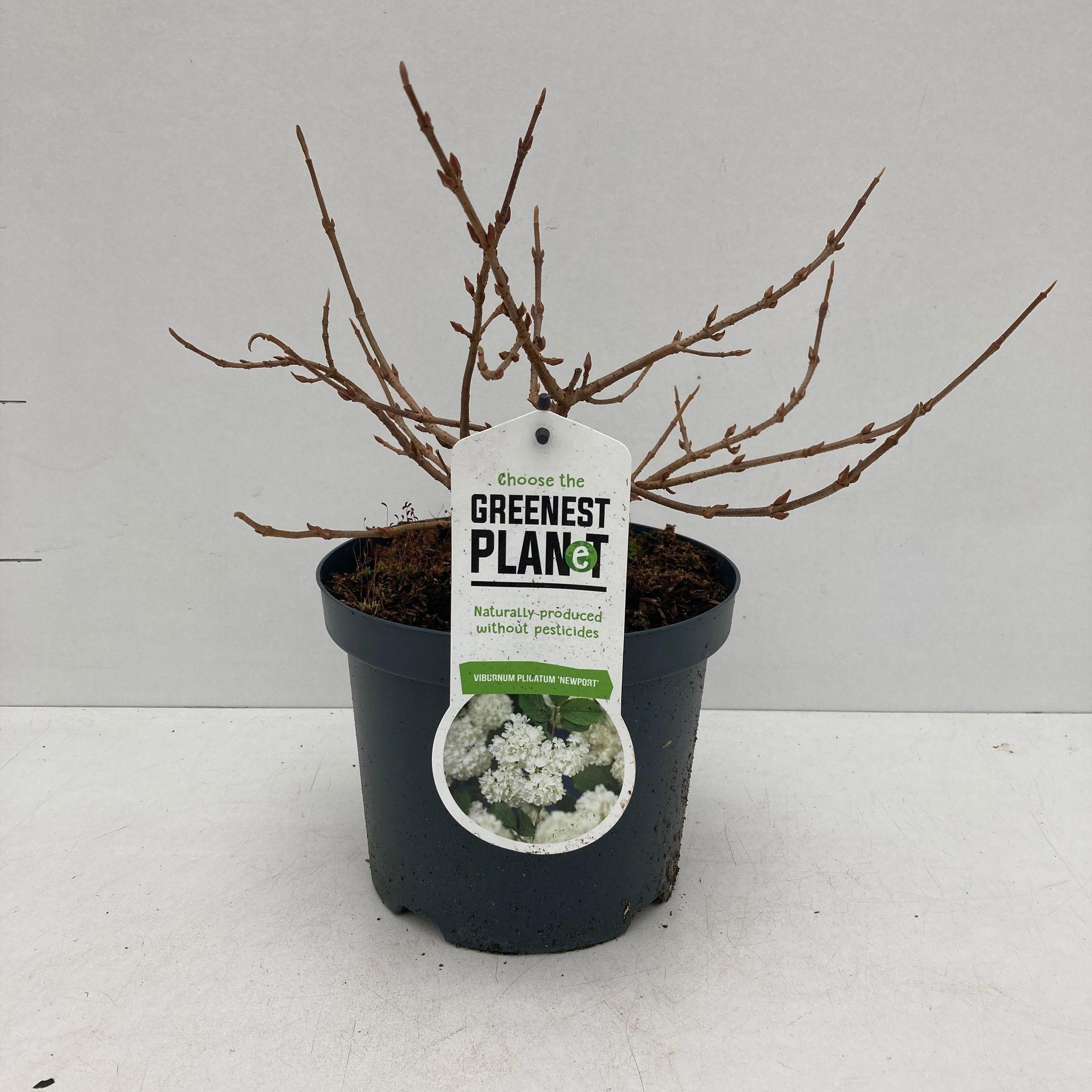 Viburnum plic. 'Newport', D 19