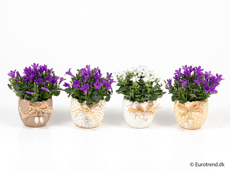 Campanula in E 4024, D 6