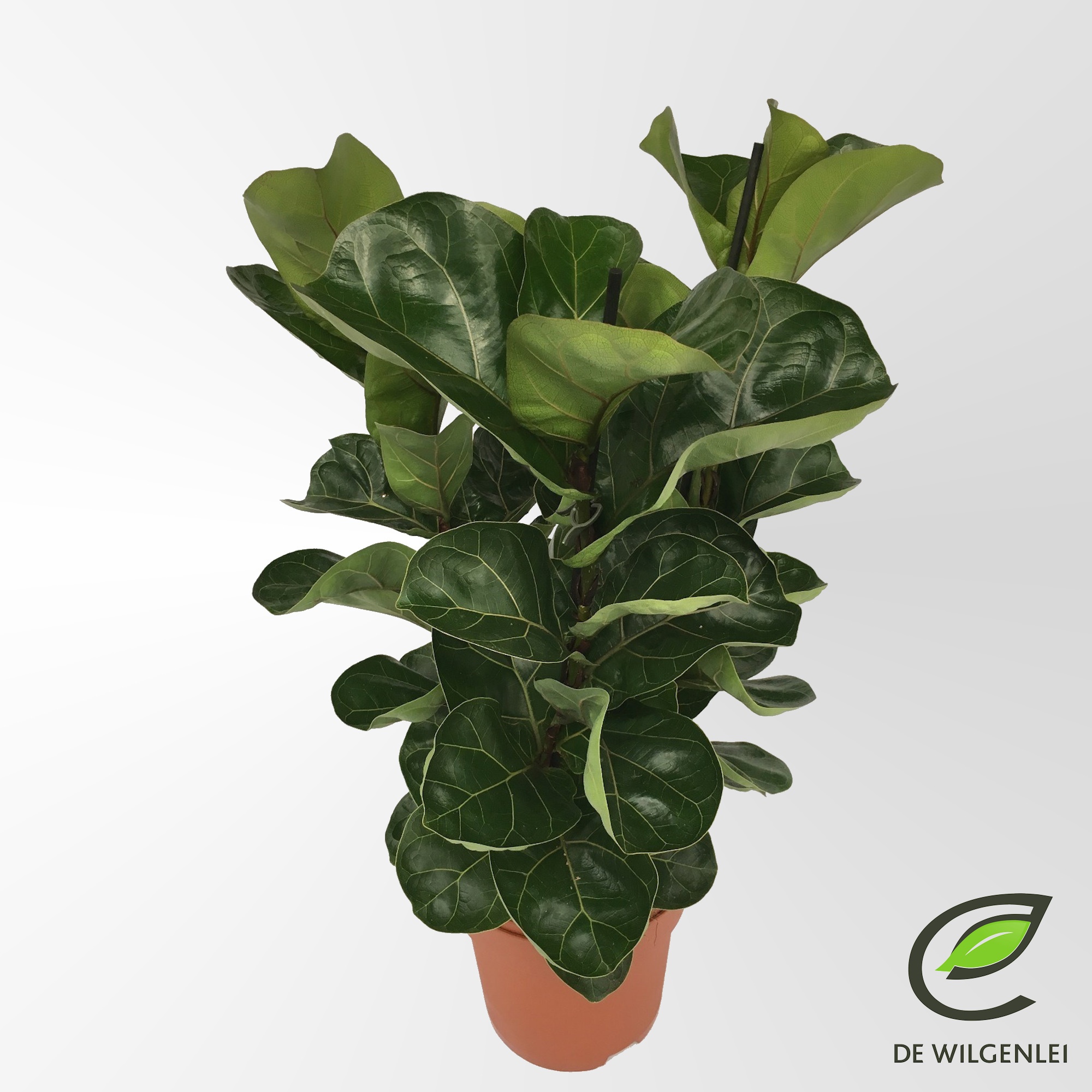 Ficus lyrata 'Bambino'® 3pp p21, D 21