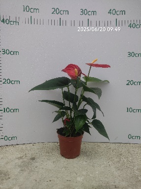 Антуриум Хонг Суккессфуллй 9 28