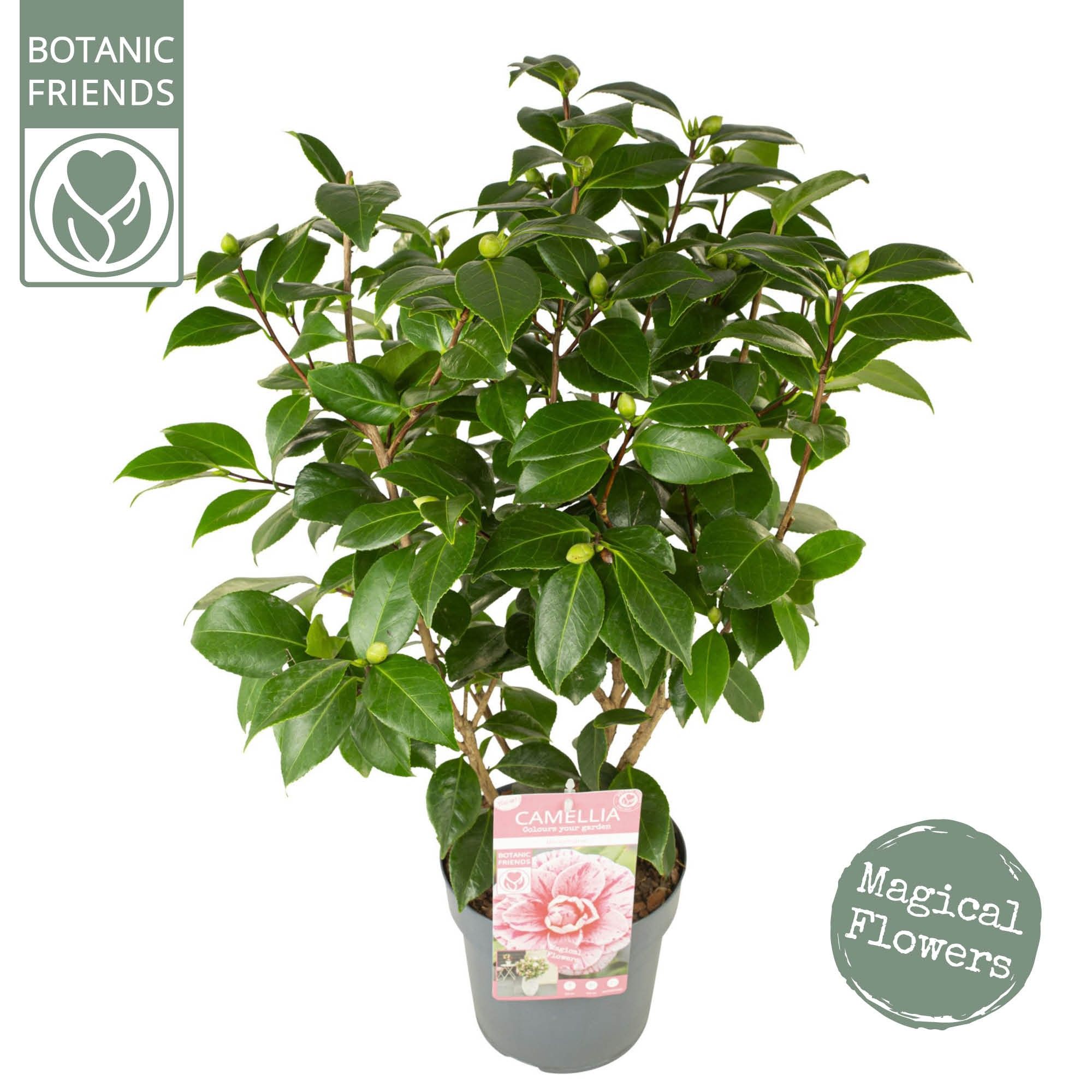 Camellia jap. 'Bonomiana' Premium, D 19