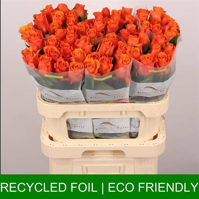 Роза од. Оранж Вэйв 80, шт.