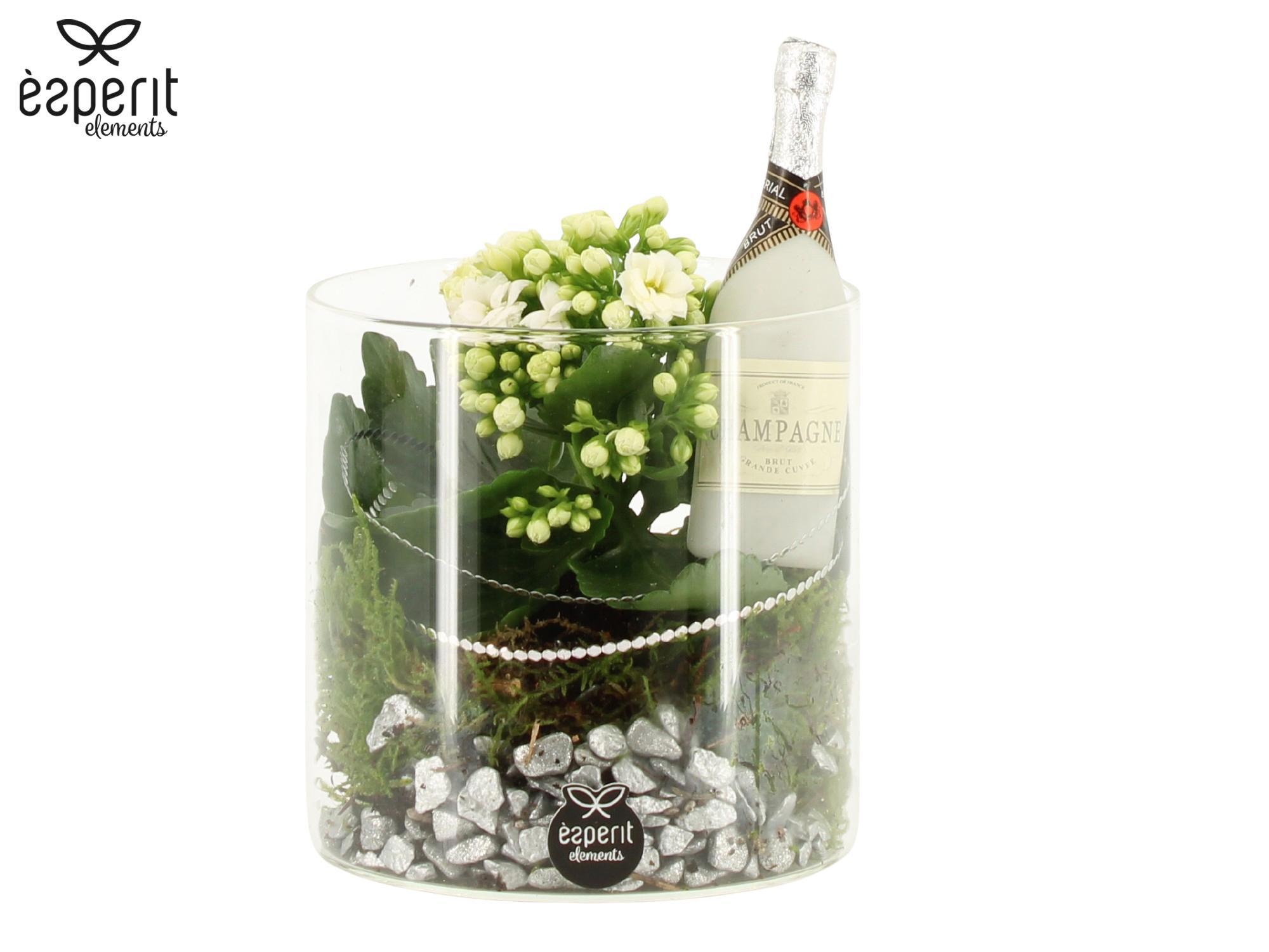 62161: New Year arrangement, D 12