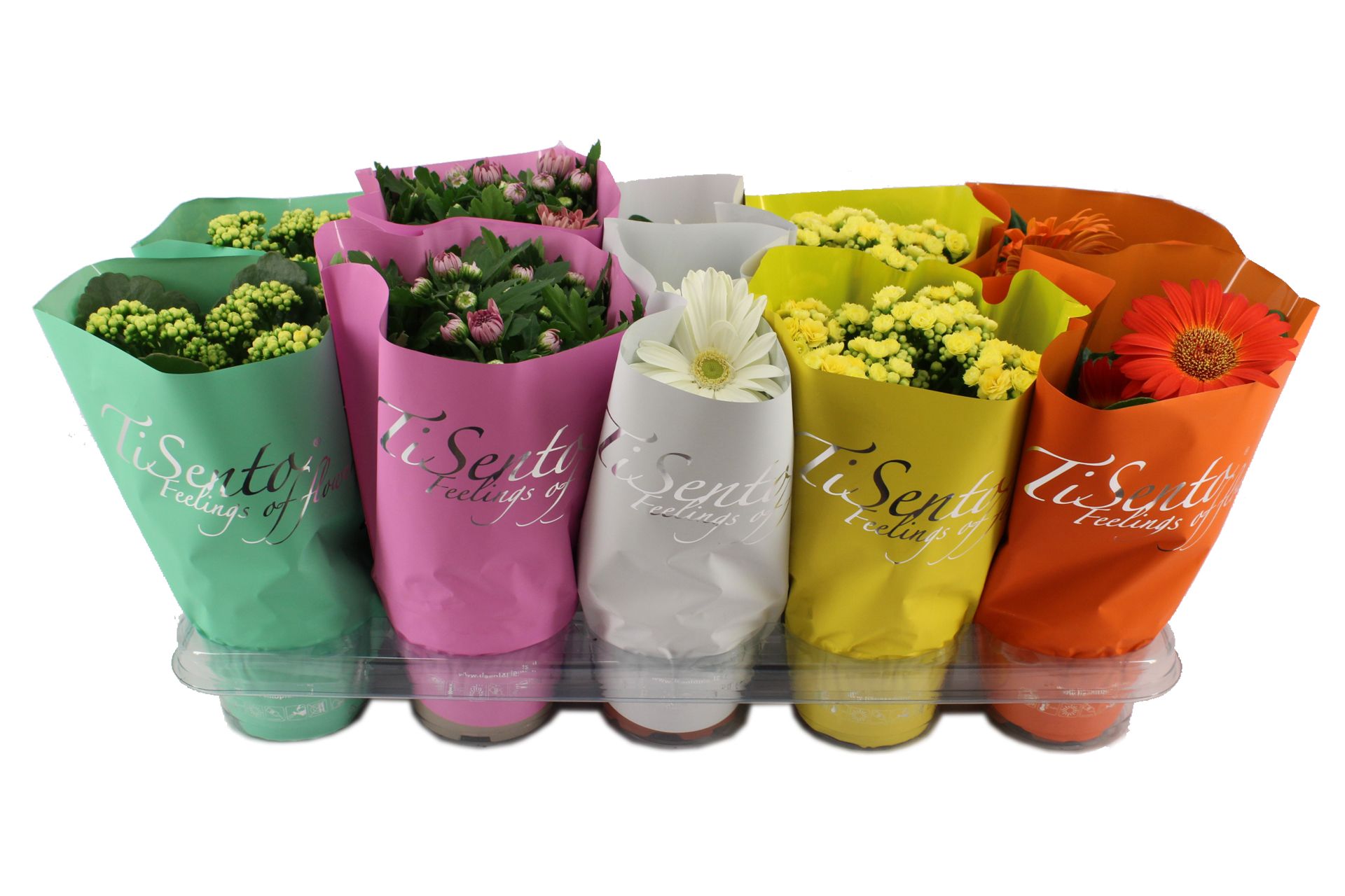 Bloeimix 12cm | Maart Mix, D 12