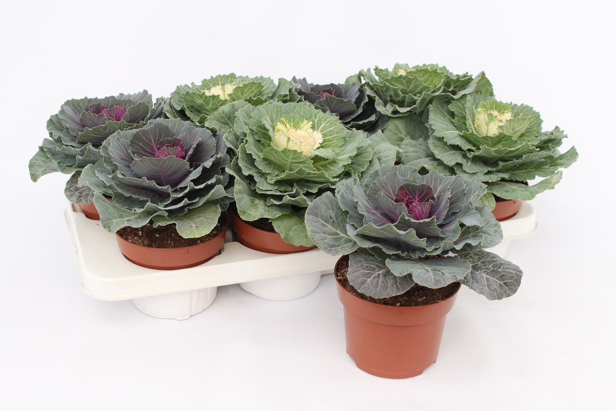 Brassica Glad, D 13 cm