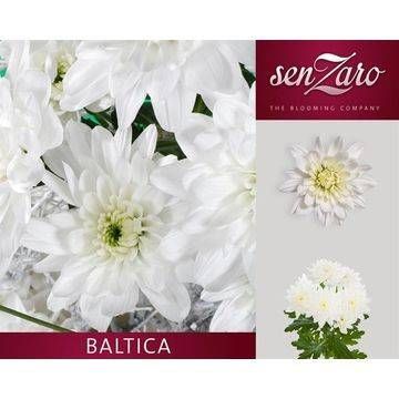 Хризантема куст. Балтика 70 (бел.), шт. Хризантема куст. Балтика 70 (бел.), шт.