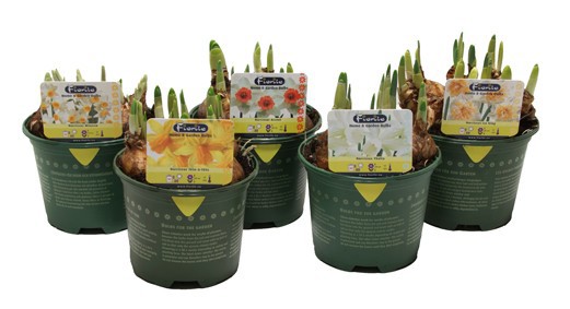 Narcis MIX Exclusief, D 13