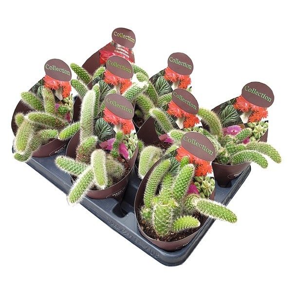 HILDEWINTERA COLADEMONONIS- POT Ø 10,5 - COLLECTION WITH POTCOVER (CACTUS), D 10,5