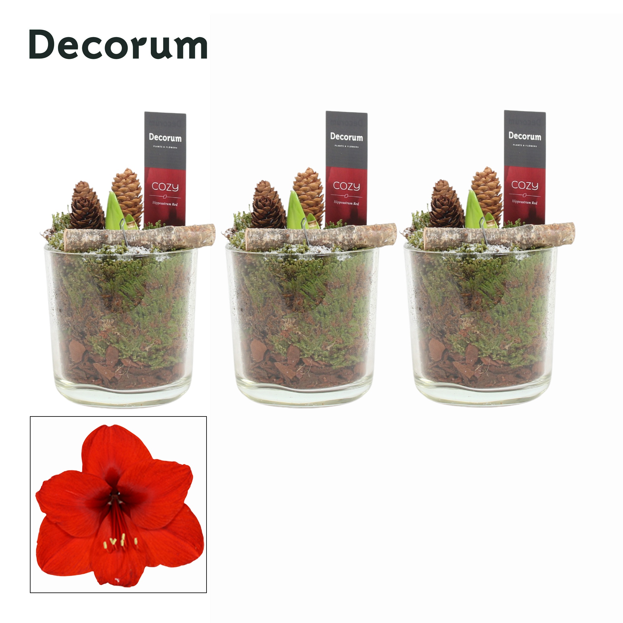 Amaryllis Rood 2 Knop Claudia glas KERST (Decorum), D 12