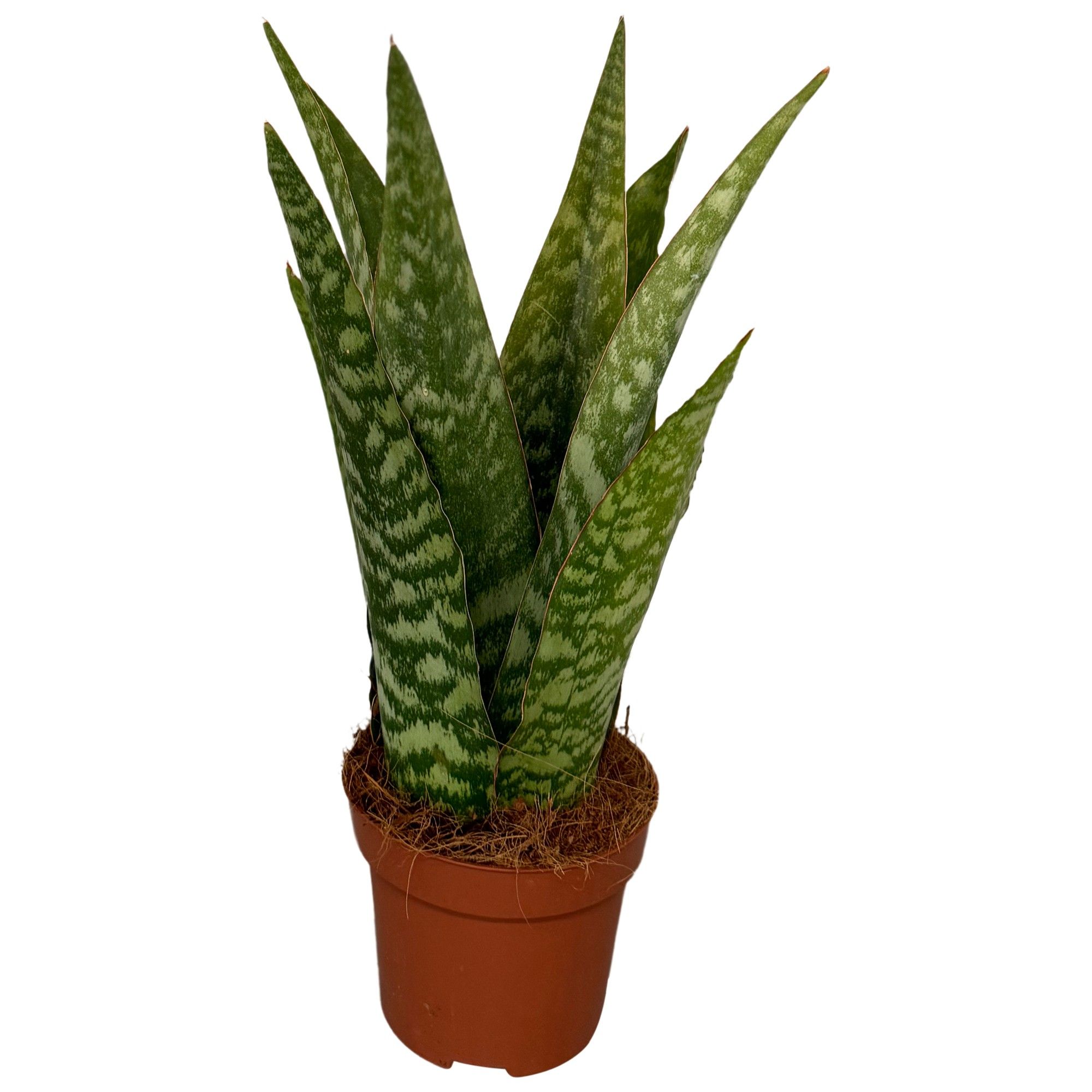 Sansevieria Cylindrica Aubrytiana, D 12