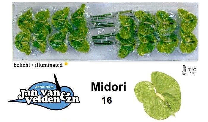 Антуриум Мидори (зел.) x16, шт.