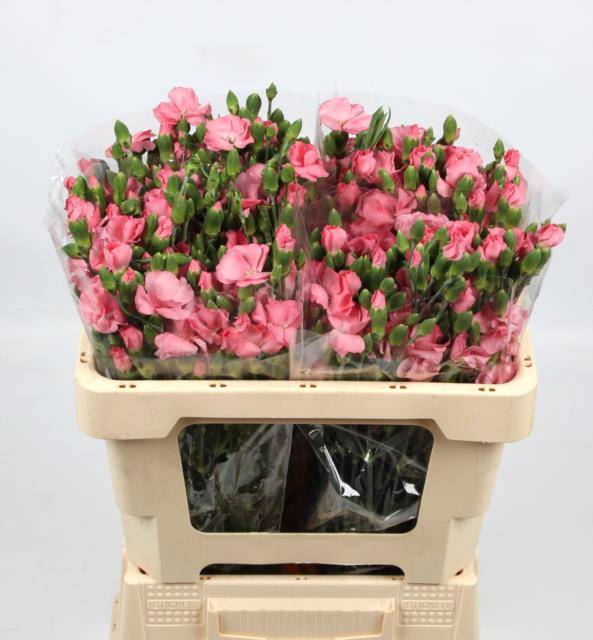 Диантус куст. Соломио Роуз, шт.