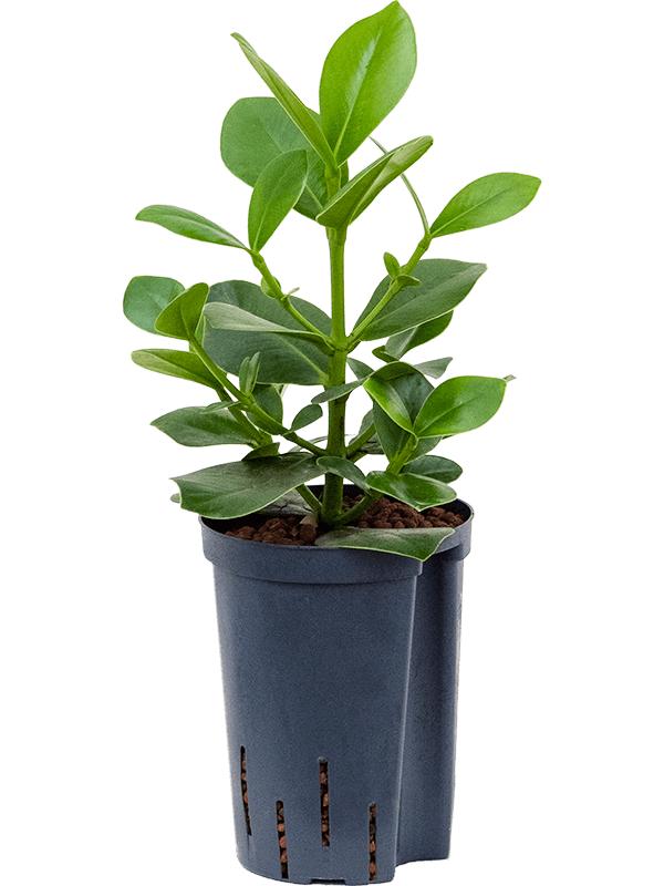 Clusia rosea 'Princess', D 15 cm