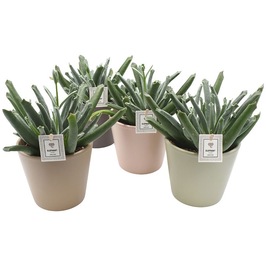 ELEPHANT TRUNK® in Amanda Amigo mix ceramics, D 13