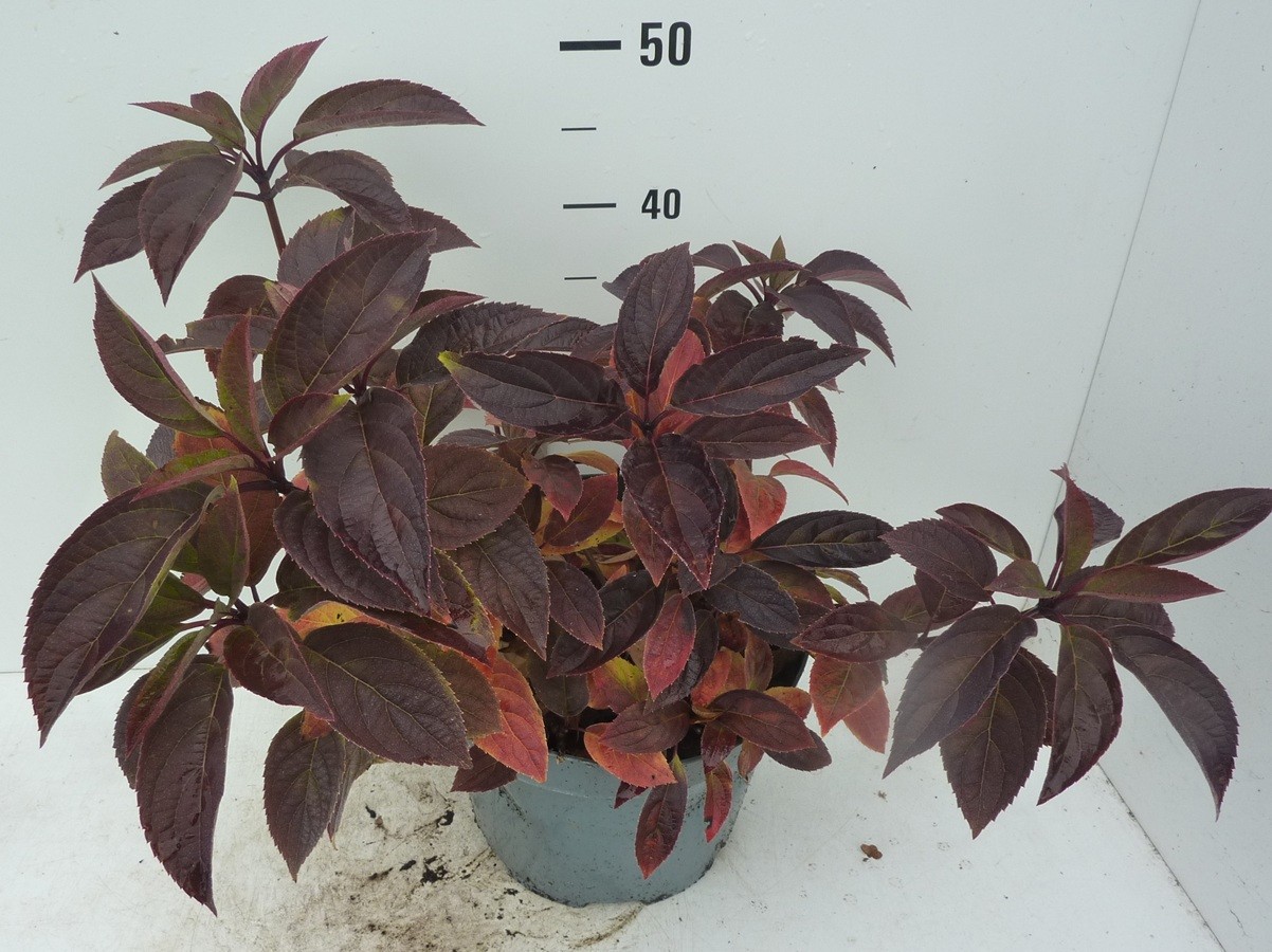 Hydrangea paniculata Wim's Red, D 27