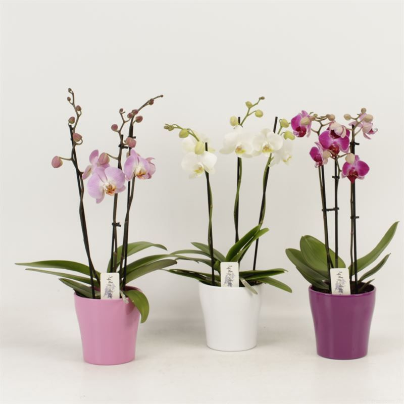 Phalaenopsis gemengd 3 tak shorty gemengd in keramiek ton sur ton, D 12 cm