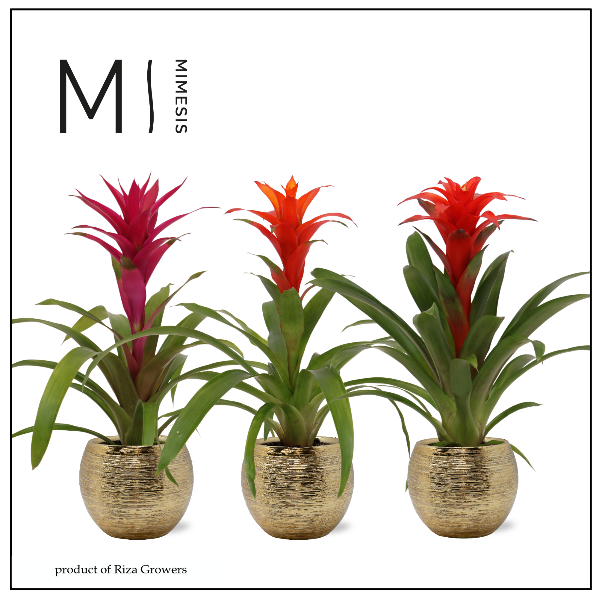 Guzmania Stylish - 12cm in Bolivia Brush | Mimesis, D 12