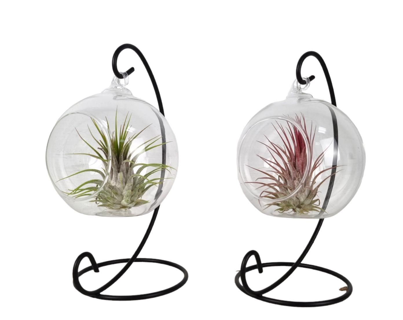 Tillandsia hangbol frame small, D 10