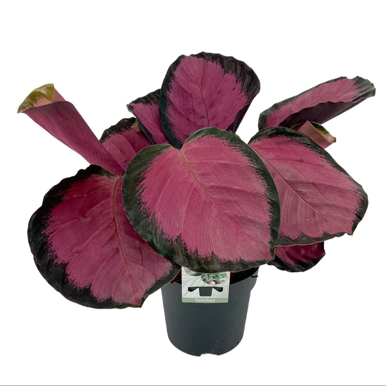 Calathea 14cm 'Rosepicta Misty Red', D 14
