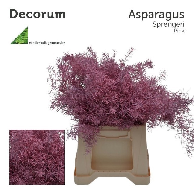 Аспарагус Овериг Крашеный (краш. ) 45, шт.