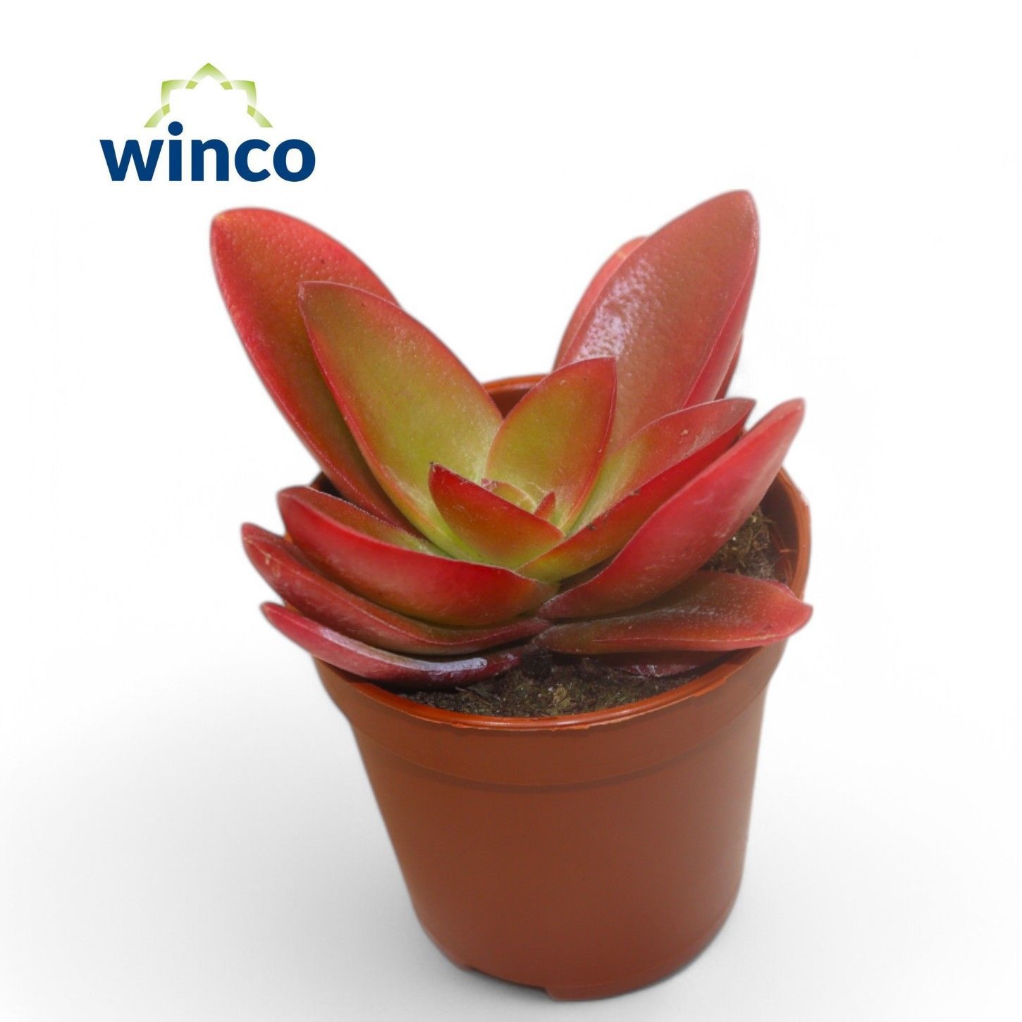 Crassula Capitella Campfire (Red), D 5,5