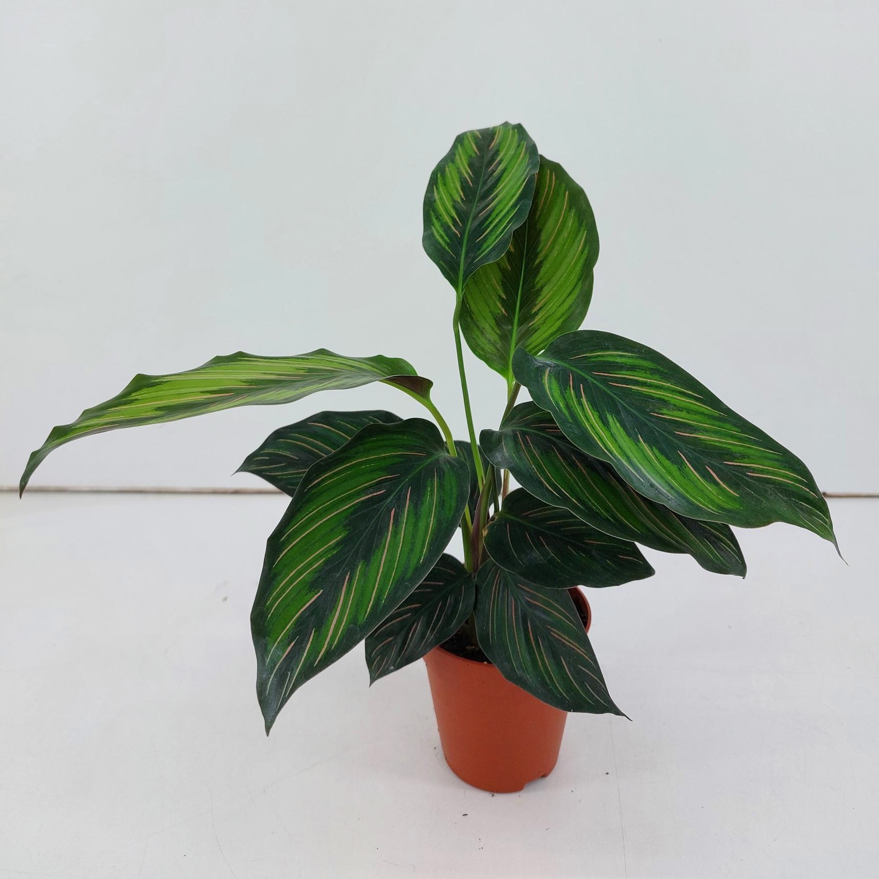 Calathea Beauty Star P9, D 9