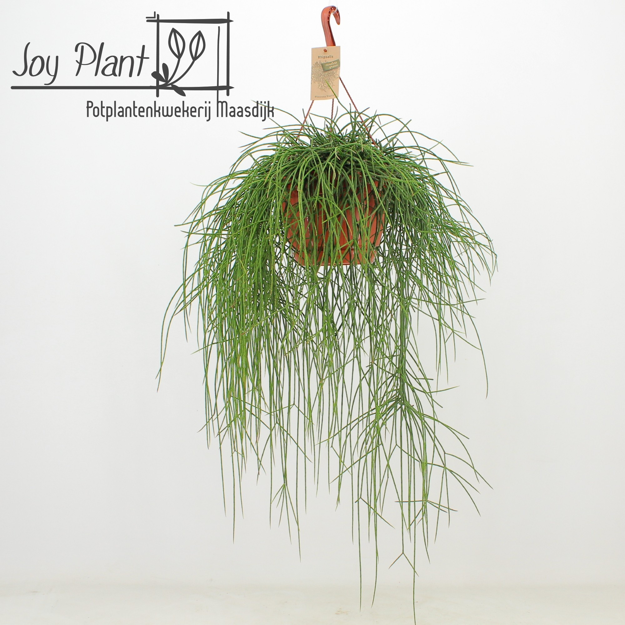 Rhipsalis Floccosa ‘Florine’, D 21