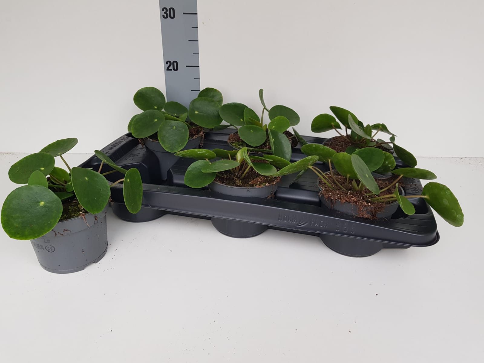 Pilea peperomioides, D 12