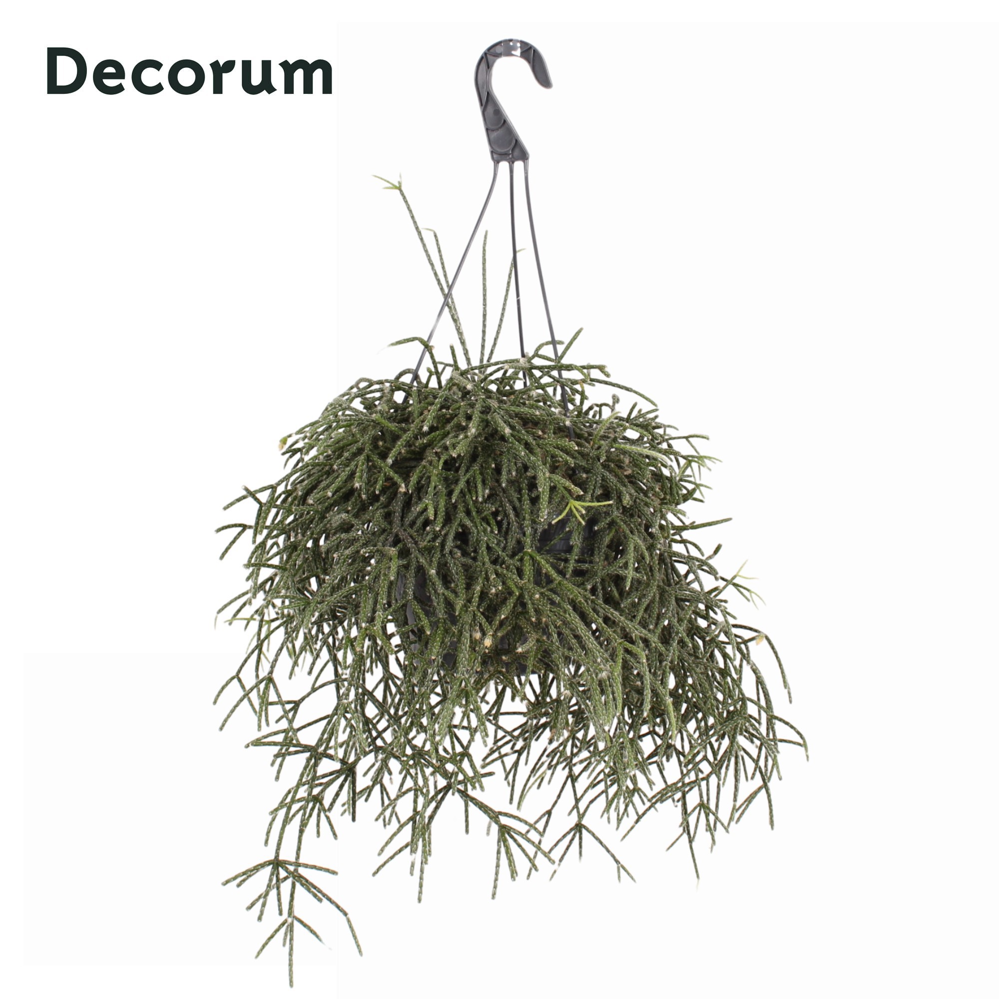 Rhipsalis pilocarpa HP 21 cm, D 21