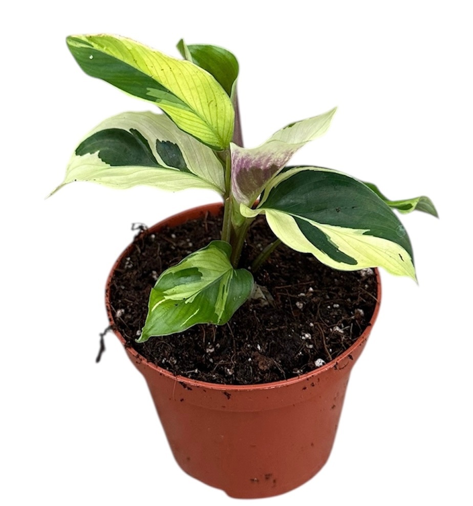 Calathea Yellow Fusion, D 8