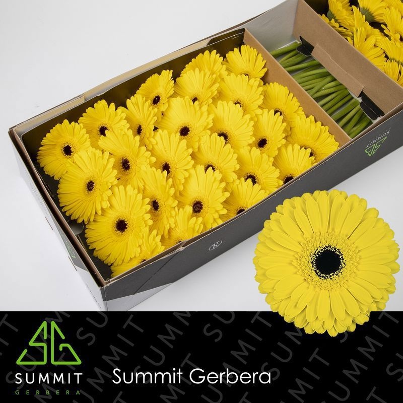 Гербера Дон Лео, шт.