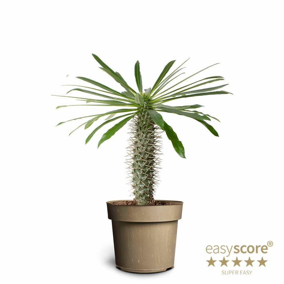PACHYPODIUM LAMEREI, D 17