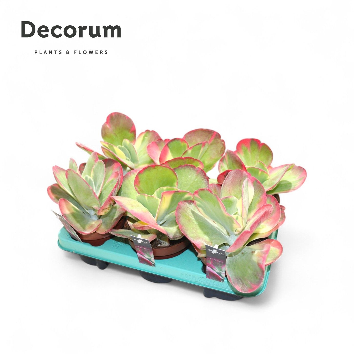 Kalanchoe Thyrsiflora Variegata (Decorum), D 13 cm