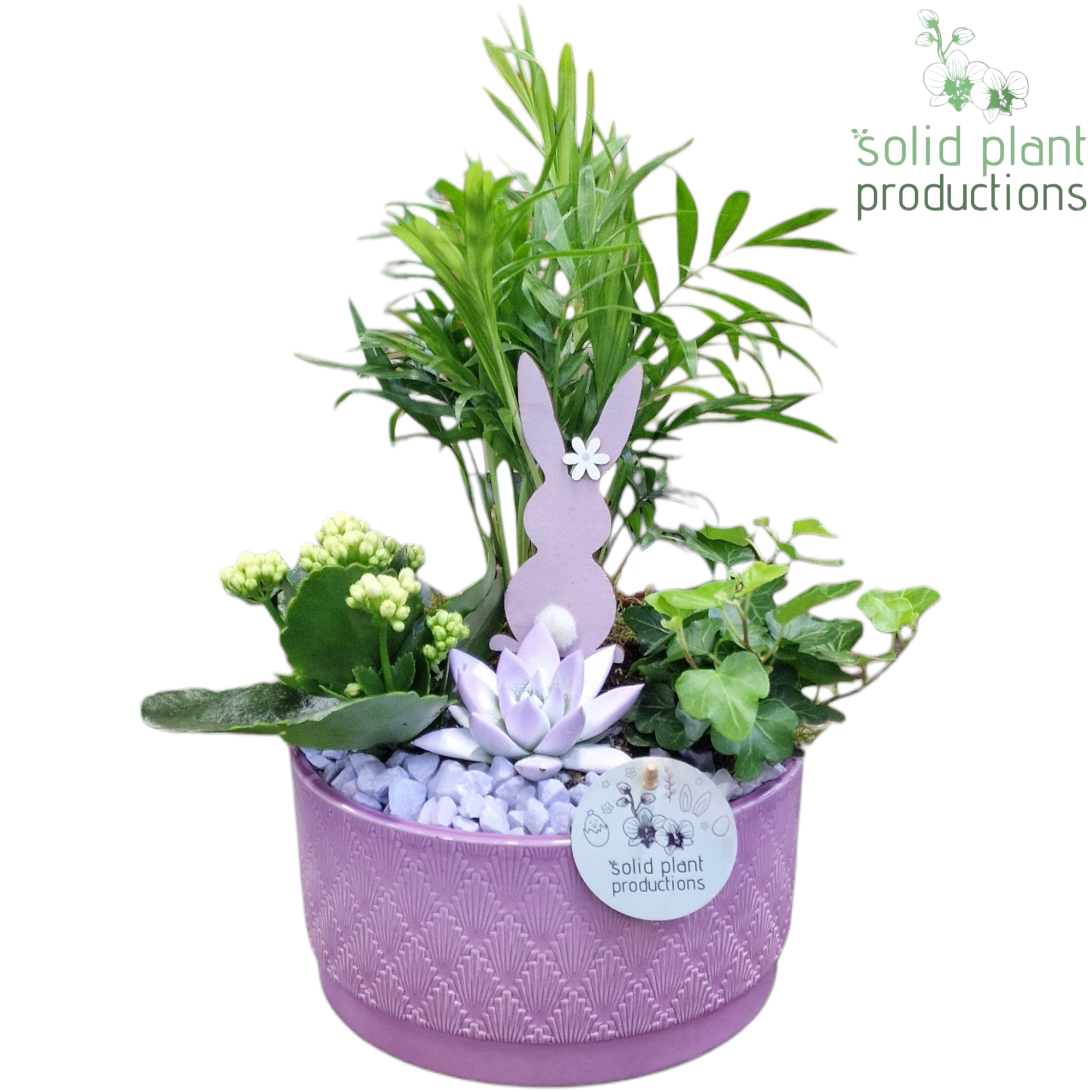 CE003 Loes Lila Easter, D 18