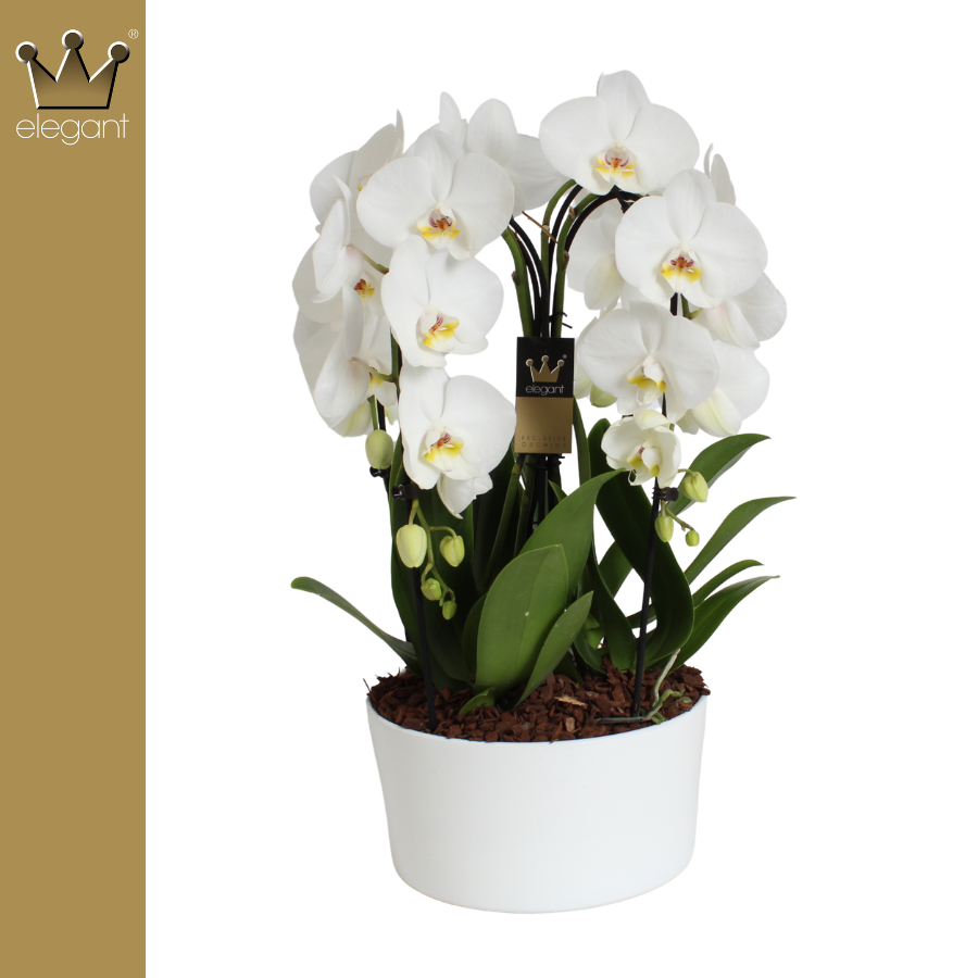 Phalaenopsis 4 tak, De Kroon Wit, D 25