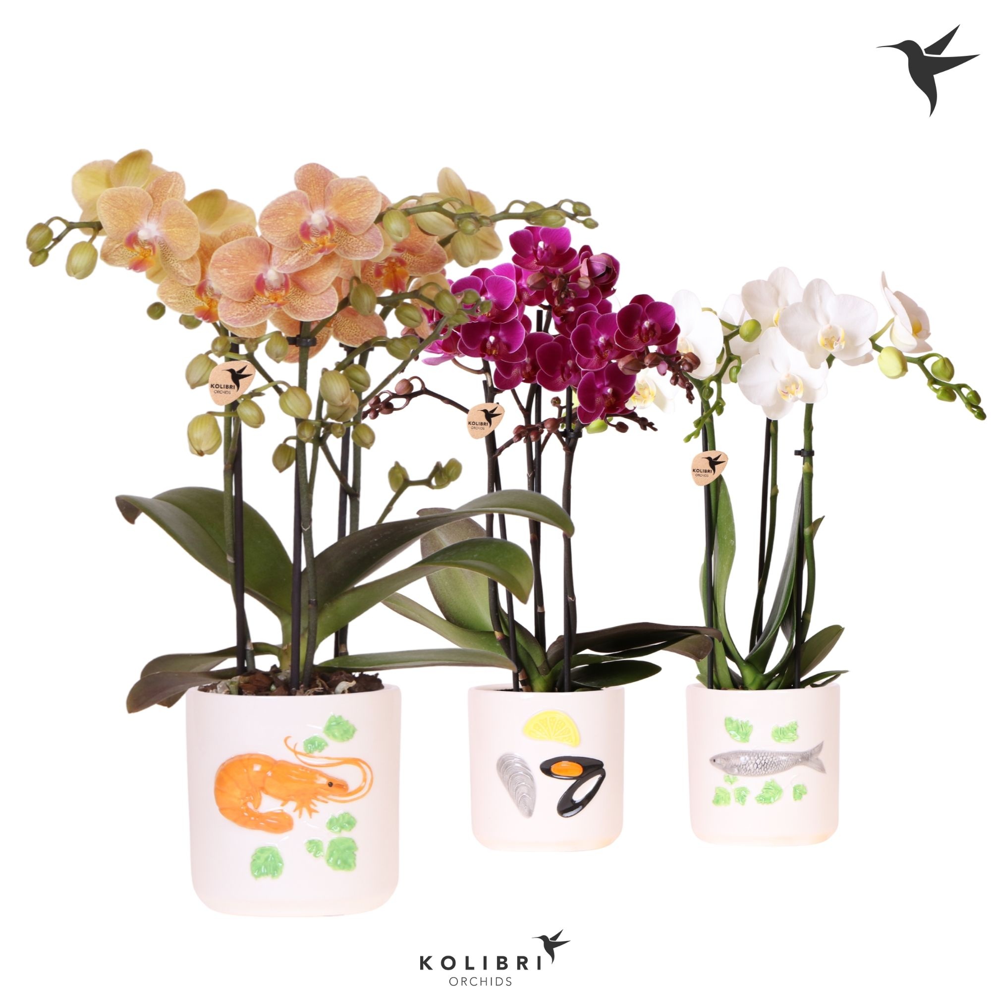Kolibri Orchids Phalaenopsis mix 3 spike in Fruits De Mer pot mix, D 9