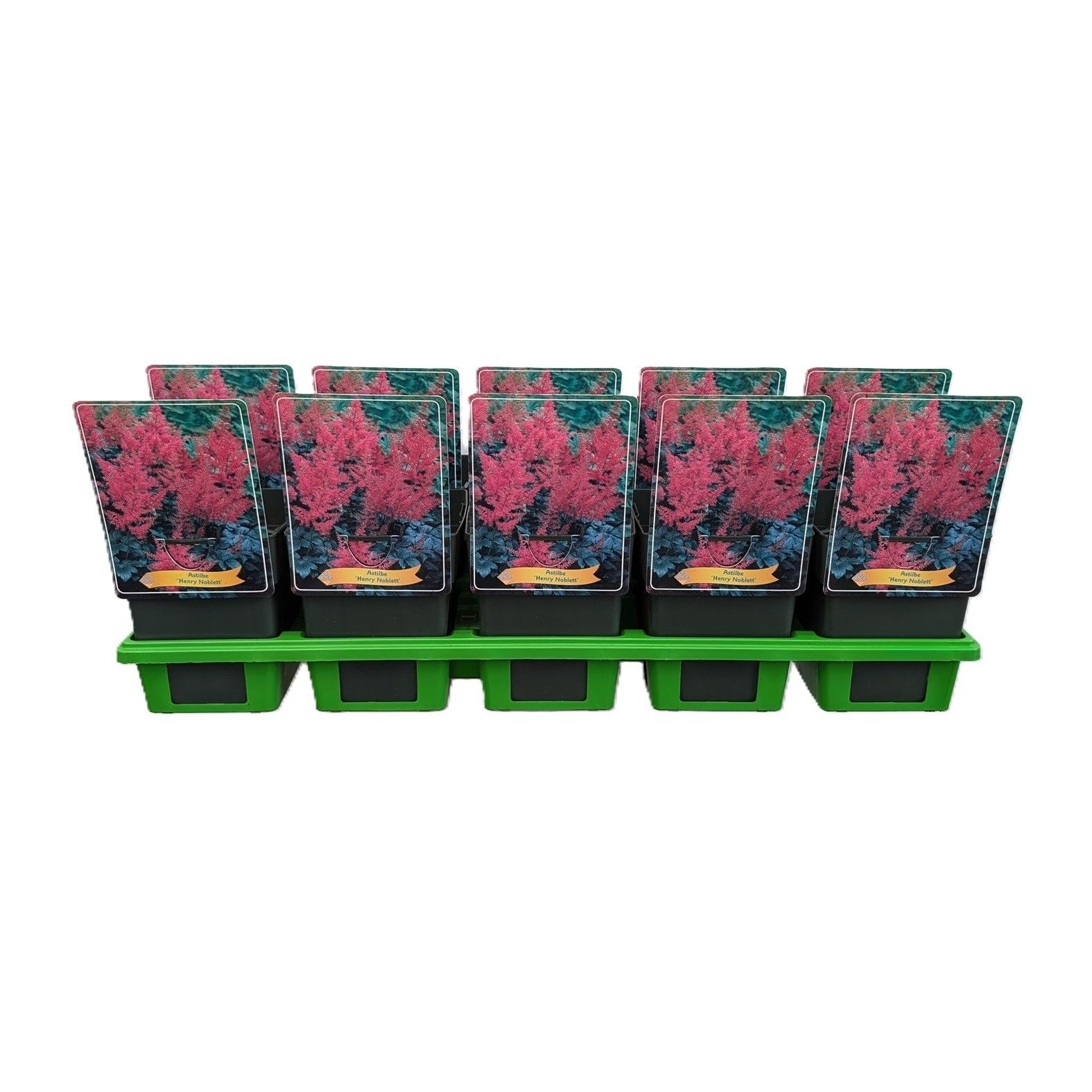 Astilbe 'Henry Noblett' P11, D 11