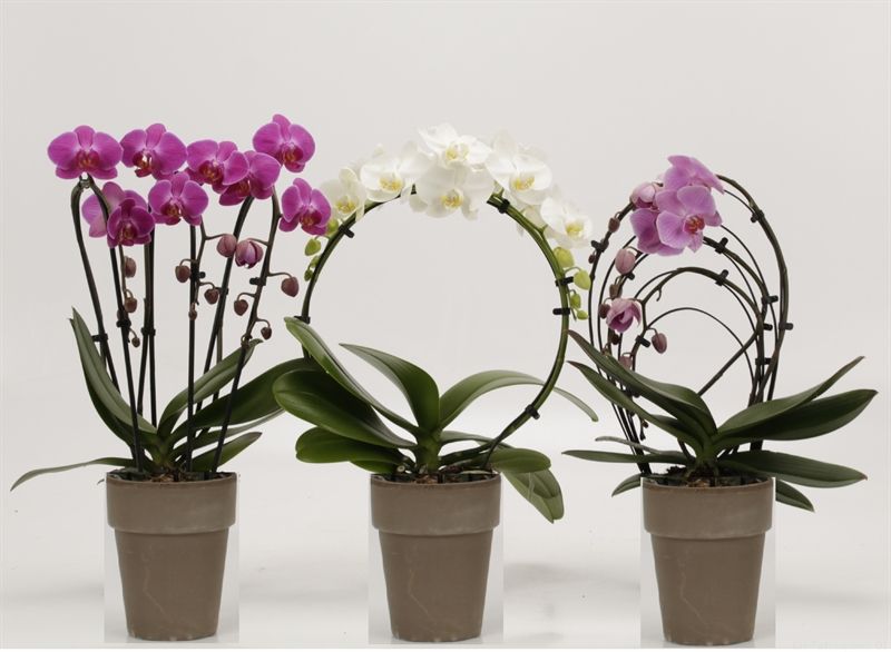Phalaenopsis overig Shapes mix in pot Megane grijs 13 cm, D 12 cm
