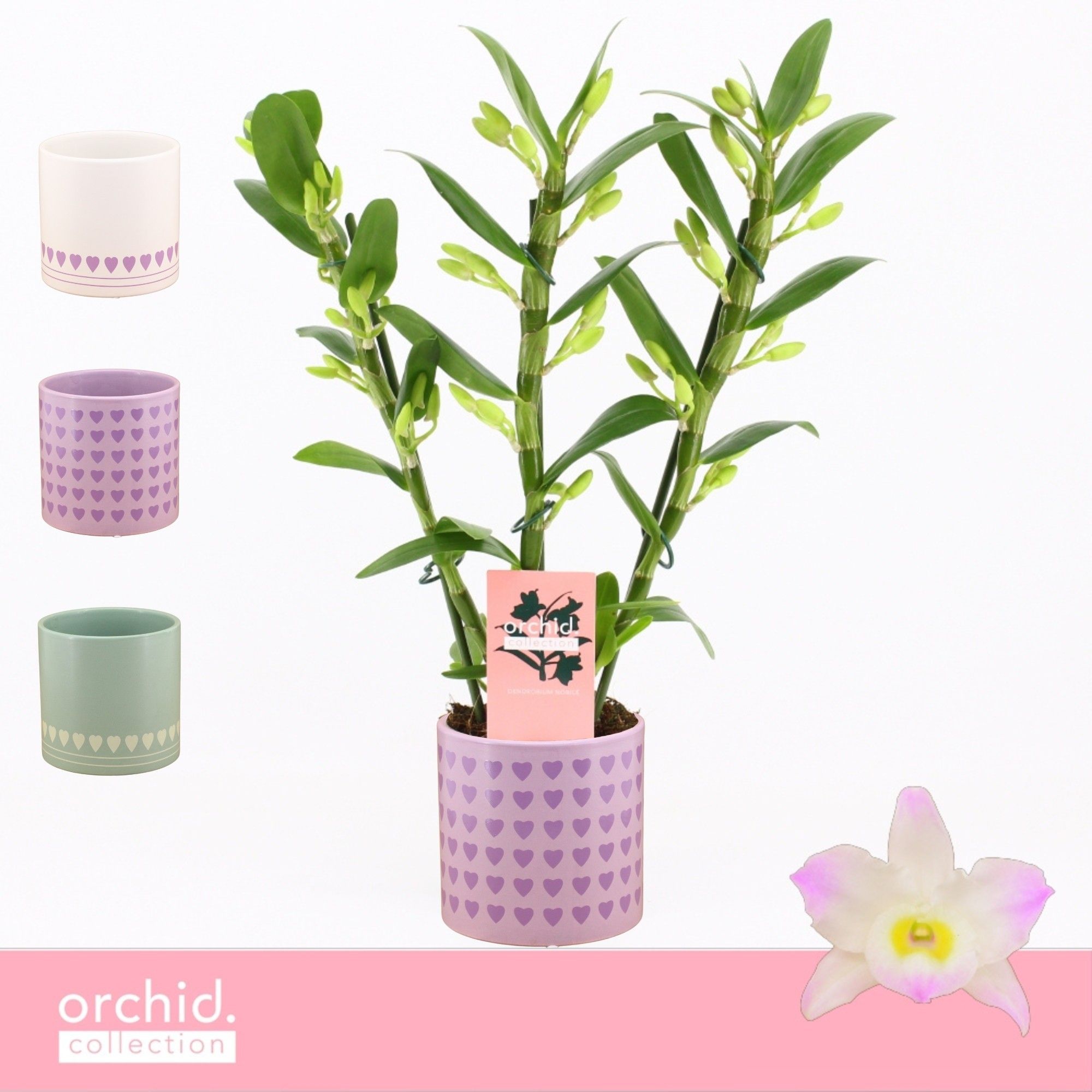 Dendrobium Nobilé, Kumiko 3-spike Compact in Horizon Love 'Orchid Collection', D 12