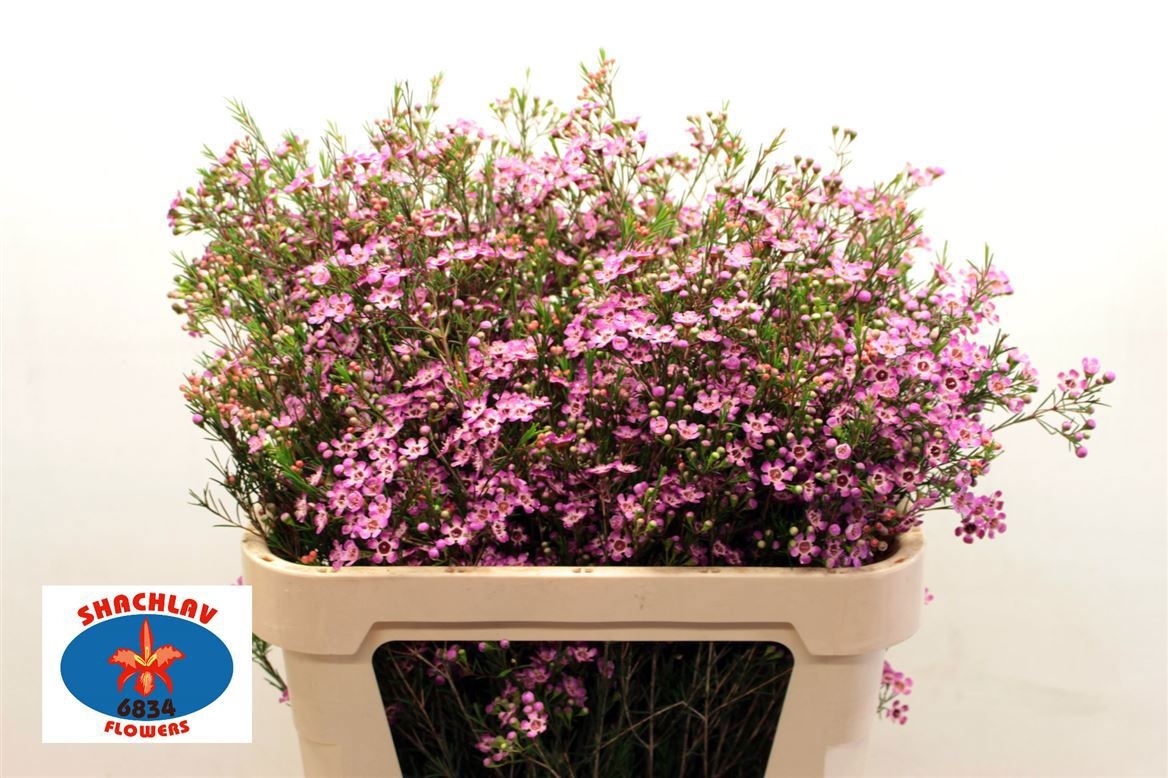 Шамелациум Перпл Прайд 80, шт.