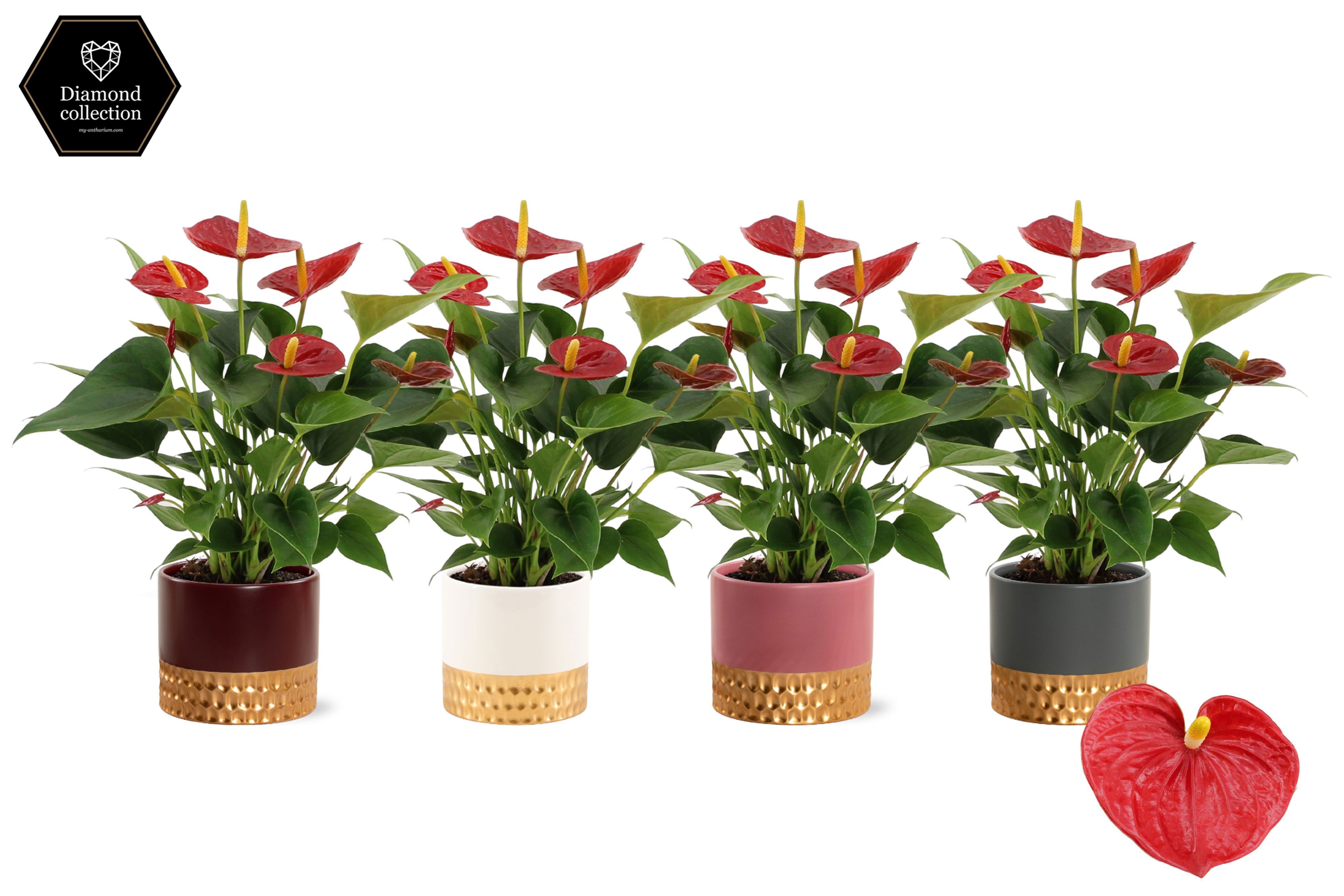 Anthurium 12 cm Diamond Red in Frederique ceramics, D 12