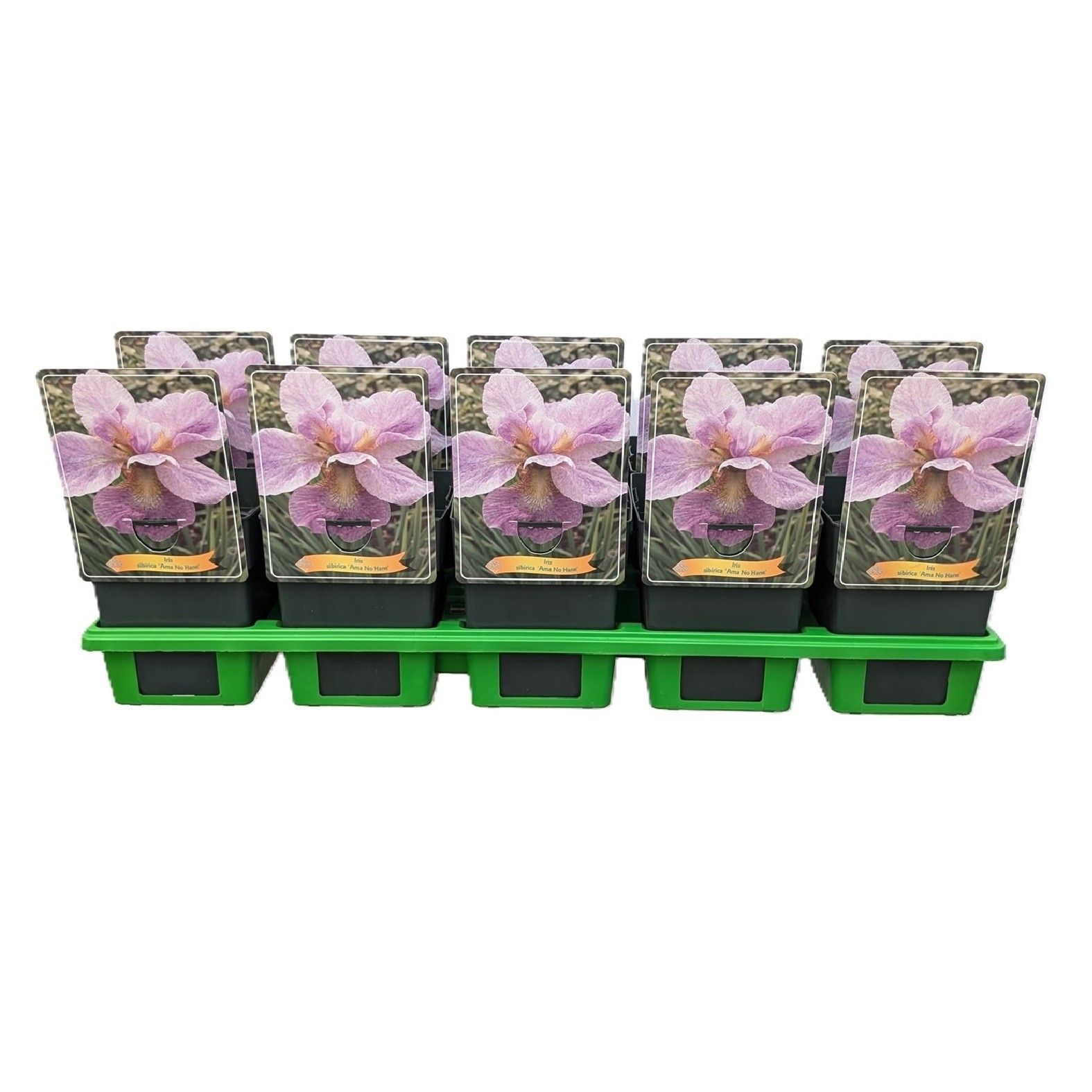 Iris Sibirica 'Ama-no-Hana' P11, D 11