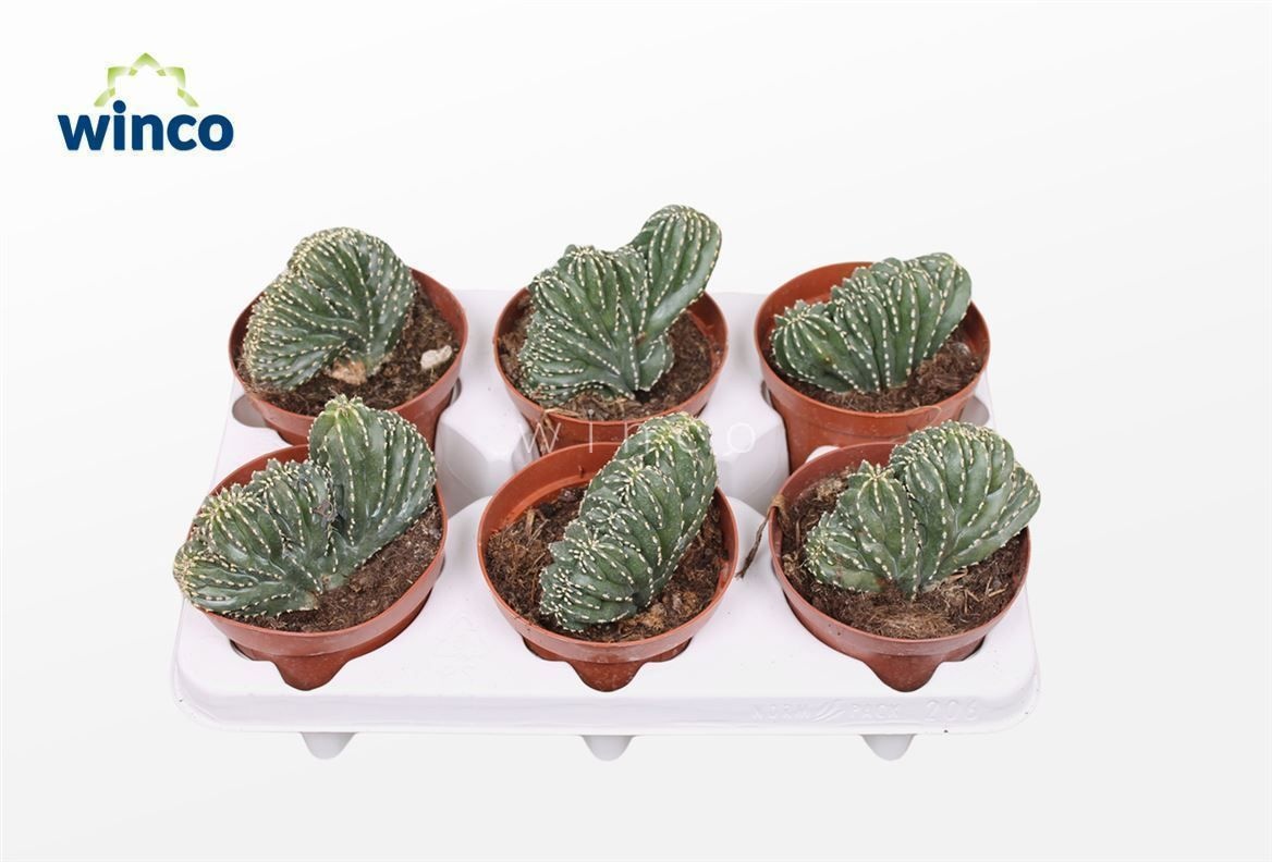 Marginatocereus Marginatus Cristata, D 12