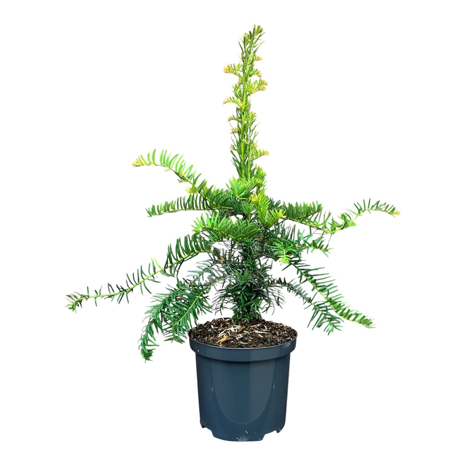 Taxus b. 'Dovastoniana', D 18 cm
