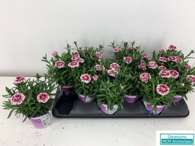 Dianthus Osc Purple Star, D 10,5